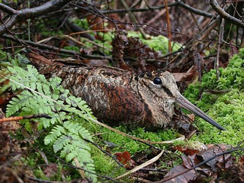 Woodcock © Paul Leafe