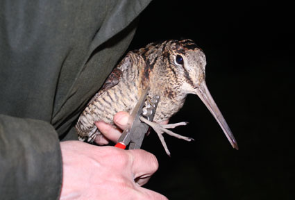 Ringing a Woodcock © Owen Williams