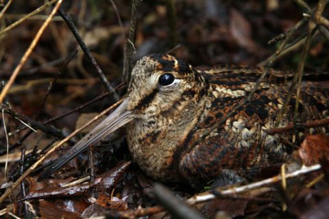 Woodcock © Tony Cross